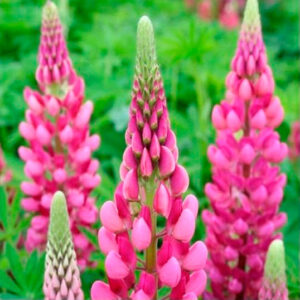 Łubin trwały (Lupinus polyphyllus)