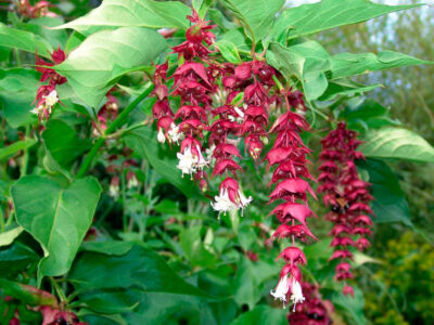 Lejcesteria piękna
