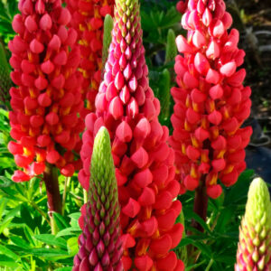 Łubin trwały 'Towering Inferno’