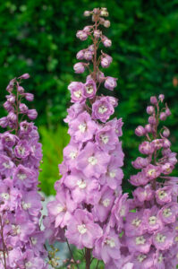 Ostróżka ogrodowa „Delphinium x cultorum”