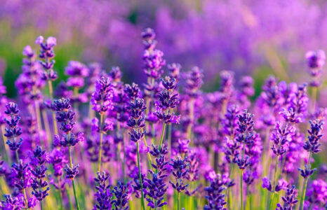 Lawenda (Lavandula L.)