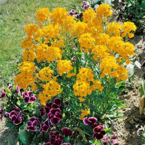 Pszonak – Erysimum hybridum canaries