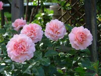 RÓŻA RABATOWA  JASNA MORELA