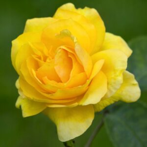 Żółta róża wielkokwiatowa
